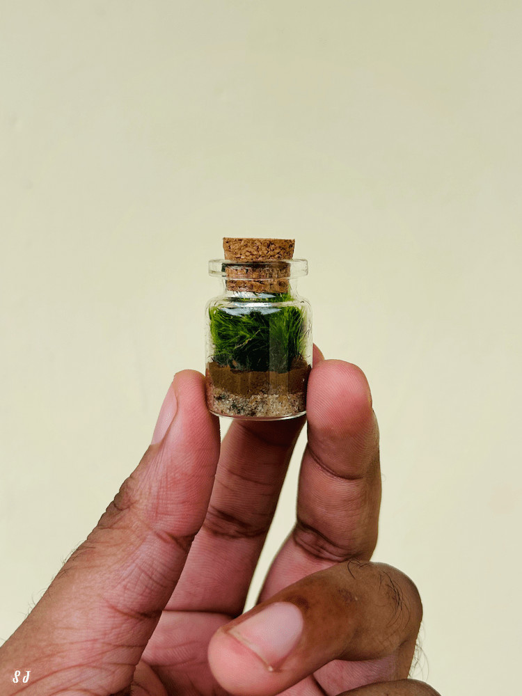 A tiny terrarium I made