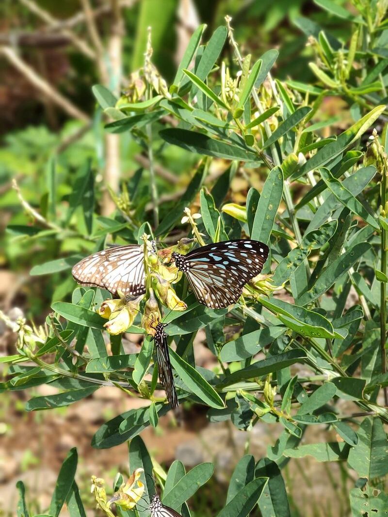 Blue tiger butterflies resting on rattleweed leaves