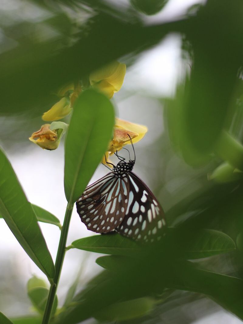 A blue tiger butterfly perched on a yellow rattleweed flower