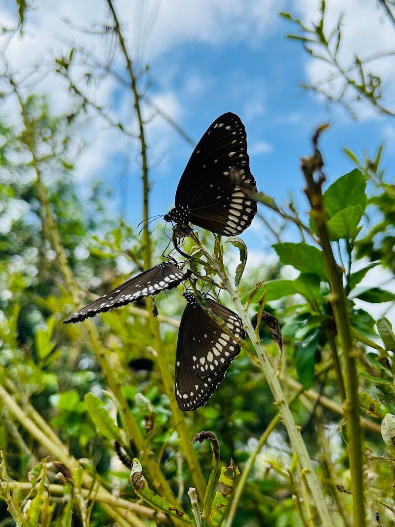 Common crow butterflies clustered on a rattleweed plant
