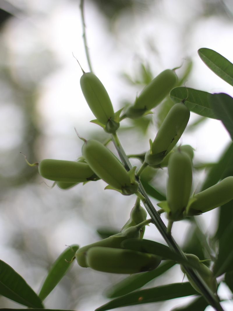 Dried rattleweed seed pods