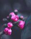 Buds of Promise
