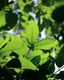 Green Translucence