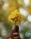 Grasping Gold
