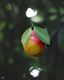 Nature’s Ornament