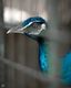 Royal Blue Watcher