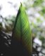 Birth of a Leaf