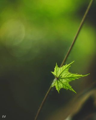 Nature’s Minimalist