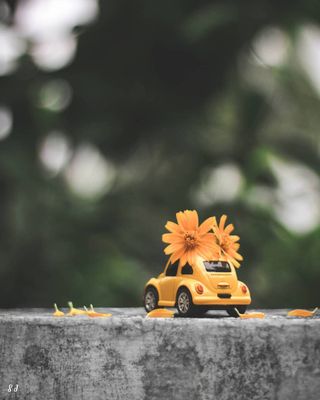 The Heavy Petal Cargo