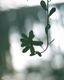 The Gentle Sway