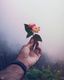 Mist & Bloom