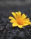 Bloom in the Dark
