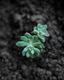 Desert Rose Rising