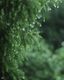 Jewels of the Rain