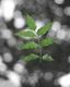 Branch of Peace