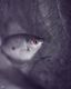 Silver Swimmer