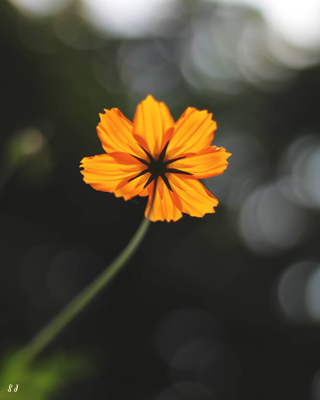 Petals of Sunrays