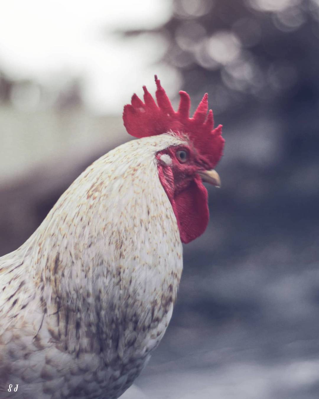 The Barnyard King